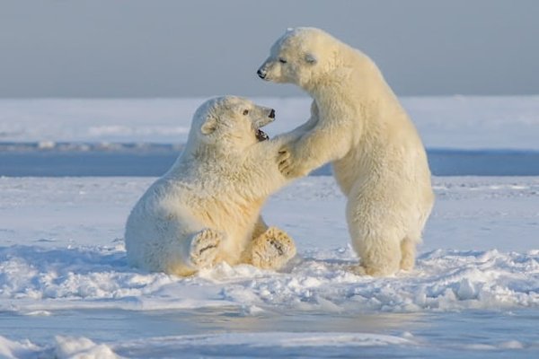 Comment organiser une expédition pour observer les ours polaires en Arctique ?