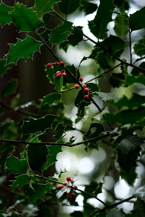 Comment organiser une visite des plantations de café en Éthiopie ?